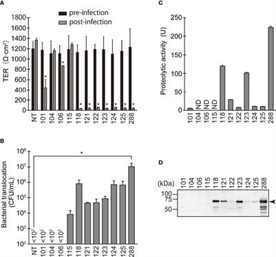 Aeromonas sobria Serine Protease Degrades Several <mark class="highlighted">Protein Components</mark> of Tight Junctions and Assists Bacterial Translocation Across the T84 Monolayer